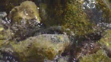 Clear water flows rapidly in a mountain river over rocks
