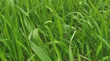 Lots of juicy green grass