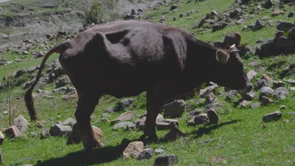 Eine Kuh frisst saftig grünes Gras auf einer Wiese — Stockvideo