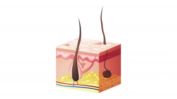 Вирізаний Погляд Всередині Структури Шкіри Капілярів Здоровий Процес Вирощування Волосся — стокове відео
