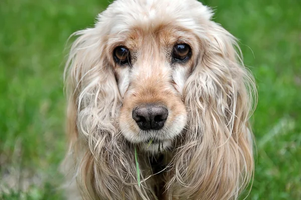 Cabeza inglés cocker spaniel, 9s viejo — Foto de Stock