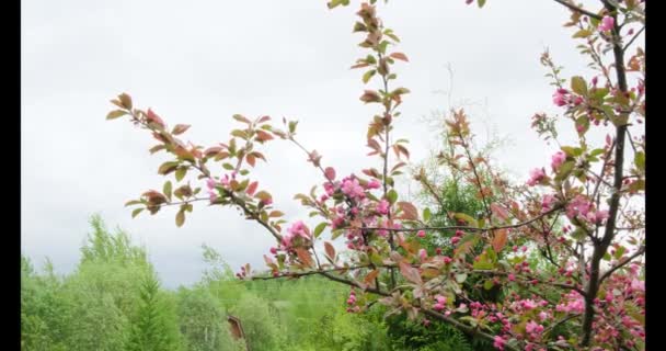 Sakura-olhando ramo da árvore da maçã com flores bonitas no vento — Vídeo de Stock