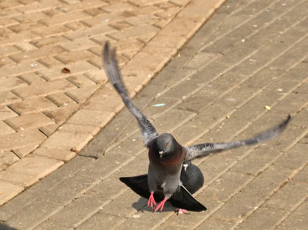 Um pombo voador pousando no chão — Fotografia de Stock