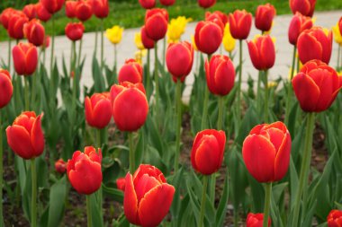 Yaz parkı manzaralı lale çiçekleri