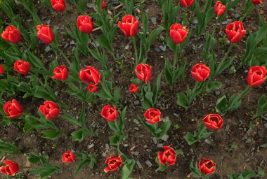 Yaz parkı manzaralı lale çiçekleri