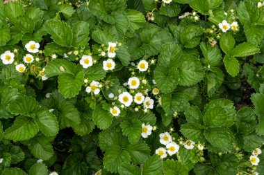 Bahçede çilek filizleniyor.