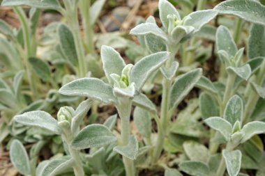 İpeksi yün yaprakları yakın çekim görüntüsü
