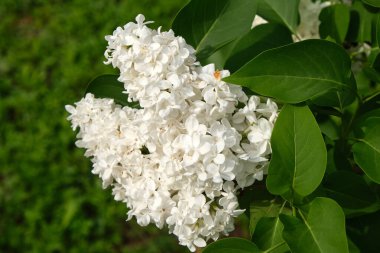 Çiçek açan leylak çalısı: çiçekler ve yapraklar