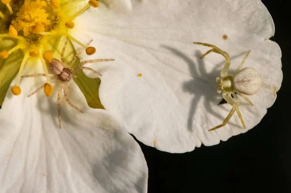 Duas Pequenas Aranhas Foto Macro Flor Branca — Fotografia de Stock