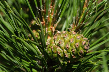 Bahçedeki çam kozalağı yakın çekim makrosu