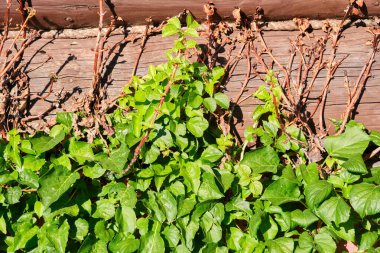 Ahşap duvarda üzüm ağacı bitkisi