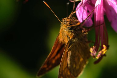 Çiçekten polen toplayan bir turuncu kelebek.