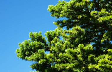 dağ çam dalları ve mavi gökyüzü