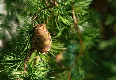 Bahçedeki dalda bir çam kozalağı yakın çekim makro fotoğraf