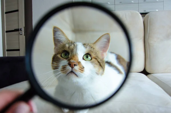 Şirin gri kedi portresi. İskoç kedisi.. 