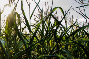 Modern teknoloji kavramlarıyla ekilmiş tarım tarlalarında büyüyen genç mısır filizleri.