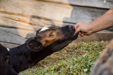  Bir adam ineği besler. Tarım. Çiftlik hayvanları. Sığır beslemek. Çiftçilik. Yüksek kalite fotoğraf