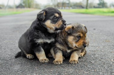 İki köpek yavrusu yolda oturuyor. terk edilmiş köpek yavrusu konsepti. Yetim yavrular. Evcil hayvanlar için yardım iste..