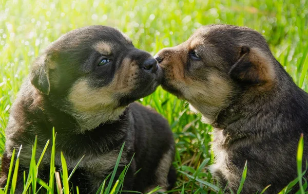 Güneşli bir günde iki köpek yavrusu çimlerin üzerinde öpüşüyor. Yazın köpek yavruları çimenlerin üzerinde yatar.