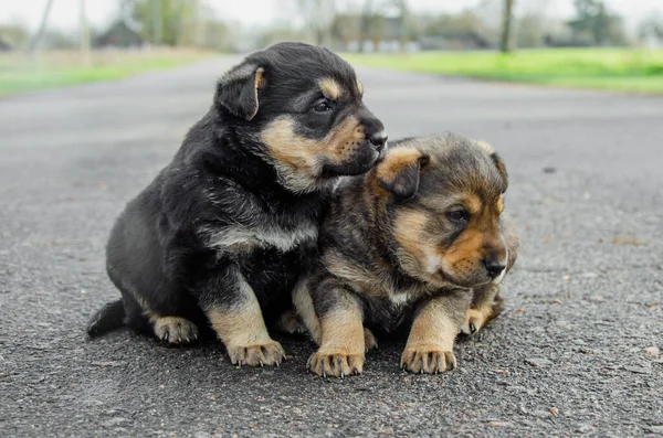 İki köpek yavrusu yolda oturuyor. terk edilmiş köpek yavrusu konsepti. Yetim yavrular. Evcil hayvanlar için yardım iste..