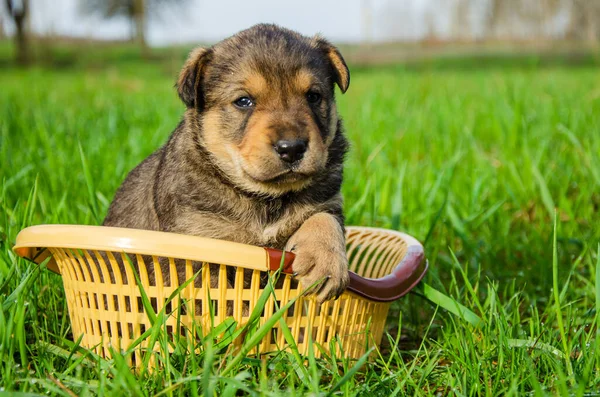 the puppy sits in a basket on the grass. summer sunny day. summer. dog in summer