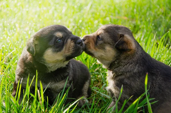 Two Puppies Sitting Grass Kissing Dogs Play Grass — Stock Photo, Image