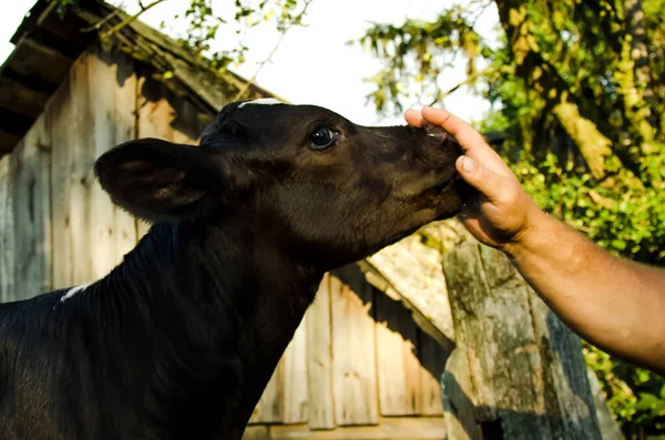 a man feeds a cow. Agriculture. livestock. feeding cattle. farming. High quality photo