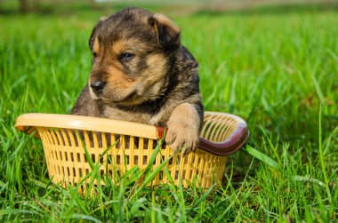 Köpek yavrusu çimlerin üzerinde bir sepette oturur. Yaz güneşli bir gün. Yaz. Yazın köpek