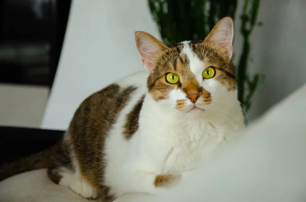 Zencefilli kedi kanepede yatar ve objektife bakar. bir kedinin yeşil gözleri