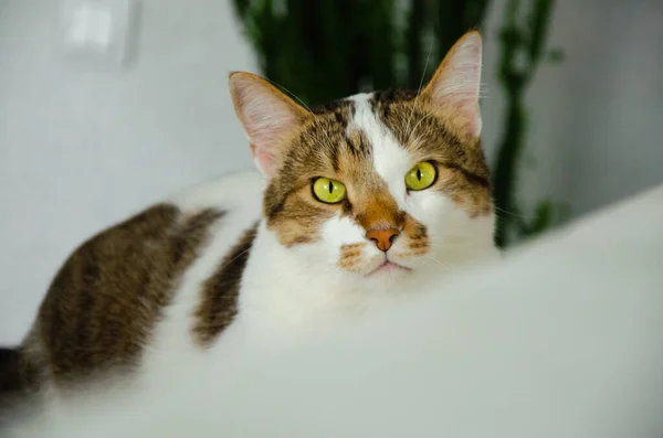 Zencefilli kedi kanepede yatar ve objektife bakar. bir kedinin yeşil gözleri