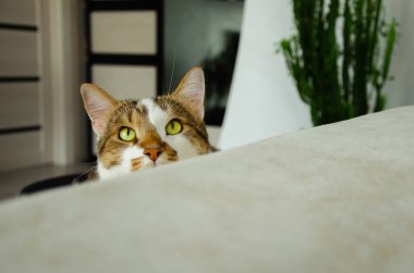 Zencefilli kedi kanepede yatar ve objektife bakar. bir kedinin yeşil gözleri