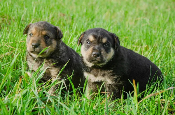 İki kahverengi köpek parkta oturuyor ve objektife bakıyor..