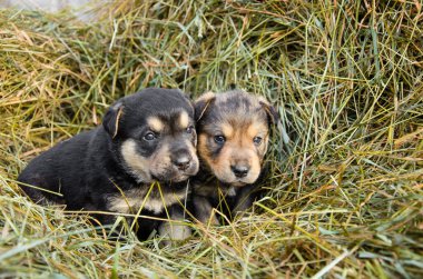 İki terk edilmiş yavru samanlıkta oturuyor. Yalnız yavrular. Yuva arayan köpek yavruları.