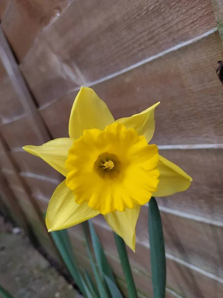 Bonito Delicado Amarelo Primavera Narciso — Fotografia de Stock
