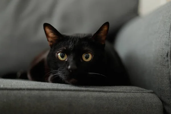 Siyah kedi gri kanepede