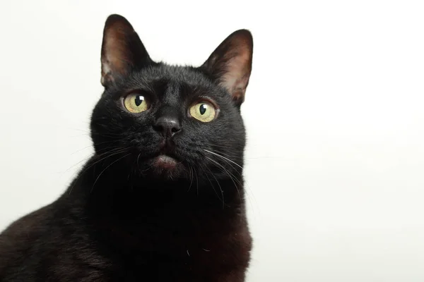 Beyaz arkaplanda siyah kedi portresi