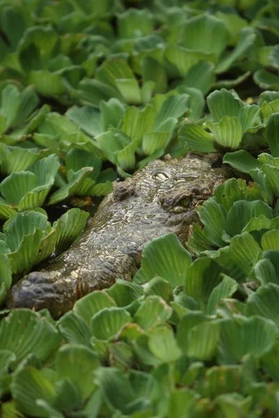 Krokodil Ábrázolása Mocsárban Növényekkel — Stock Fotó