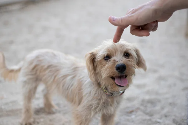 Küçük tüylü köpeğin kafasını dışarıda okşuyor.