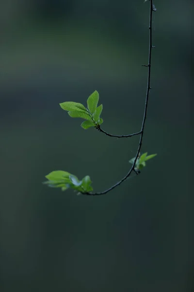 Detail Klíčení Listů Stromu — Stock fotografie