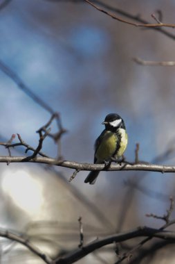 Great tit bird perching on a bare tree branch against a soft blue sky