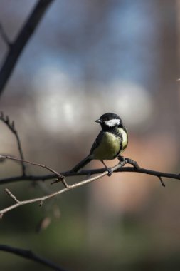 Great tit perching on a bare branch, looking right with blurred background