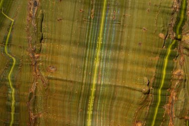 Yeşil kaya yüzeyi çizgili dokular ve toprak tonlarıyla doğal bir zemin oluşturuyor.