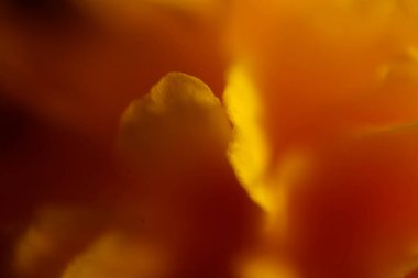 Sarı ve turuncu gül yapraklarının soyut arkaplanı