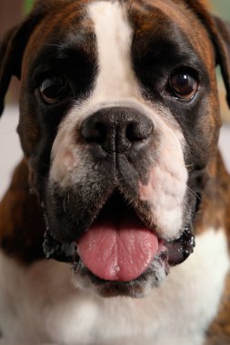 Dili dışarıda nefes nefese kalmış, ağzı sulanmış bir boksör köpeğinin yakın çekimi.