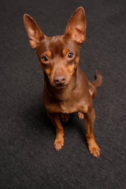 Kahverengi minyatür yavru köpek koyu gri bir halıda oturuyor.