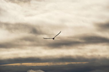 Yalnız kuş, dramatik bir bulutlu gökyüzünde kanatlarını açarak süzülüyor.