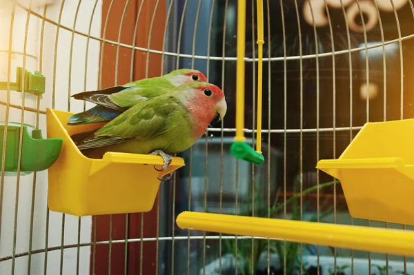 Rosy enfrentou papagaio Lovebird em uma gaiola — Fotografia de Stock