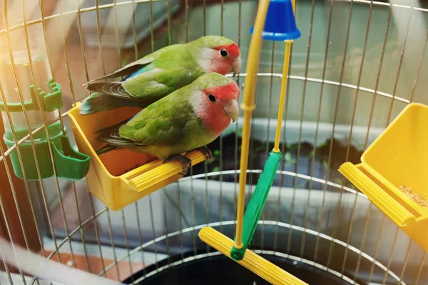 Pembe yüzlü cennet papağanı papağan bir kafes içinde — Stok fotoğraf