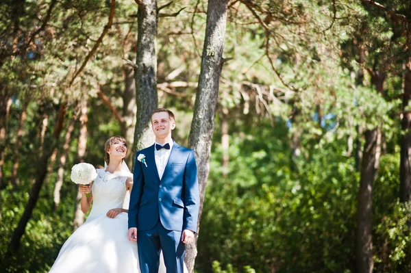 Güneşli bir gün, güzel düğün çift çam ahşap orman üzerinde — Stok fotoğraf