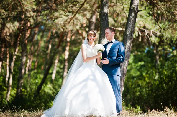 Bella coppia di nozze in giornata di sole sulla foresta di pino — Foto Stock